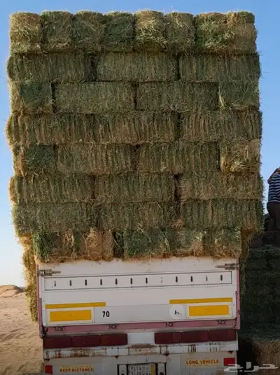 ذره شاميه وجيزانيه 4