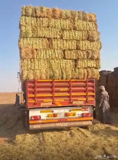 ذره شاميه وجيزانيه 8