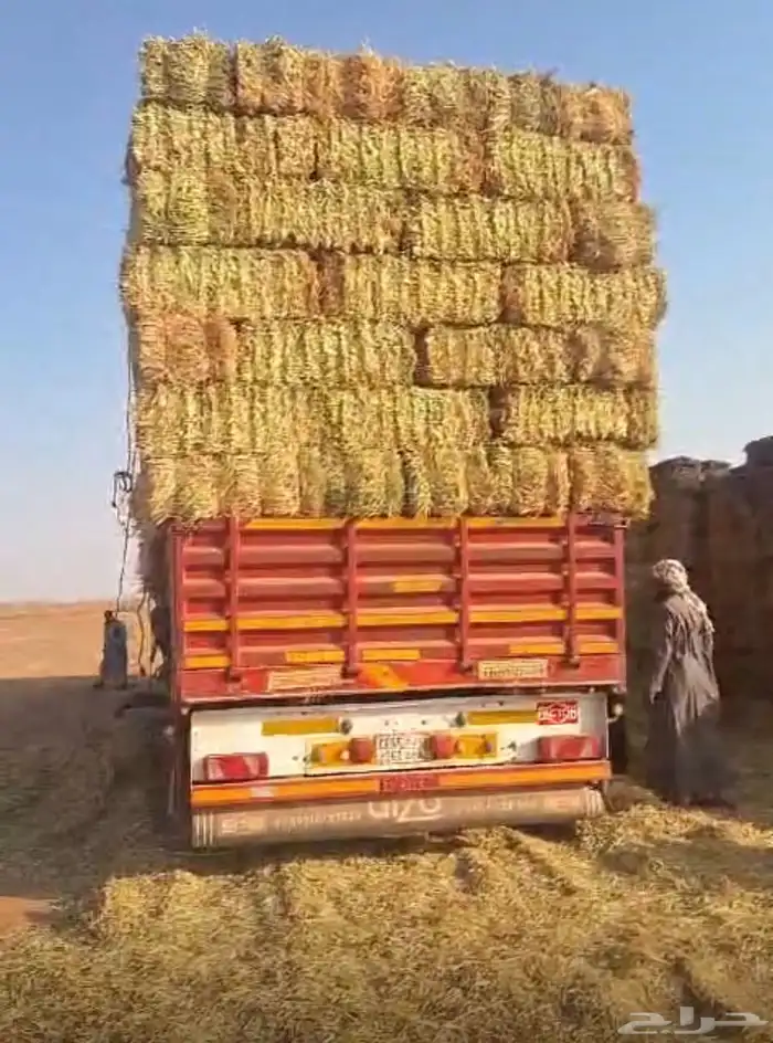 ذره شاميه وجيزانيه 8