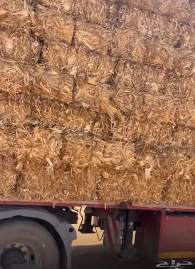 ذره شاميه وجيزانيه 0