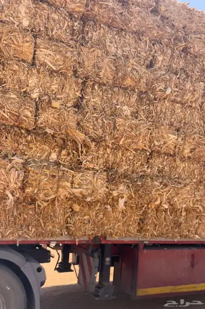 ذره شاميه وجيزانيه 2