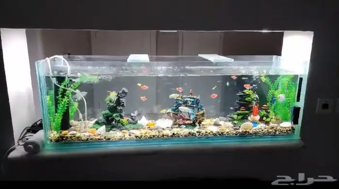 تقسيط تابي تفصيل احواض سمك وزواحف 6