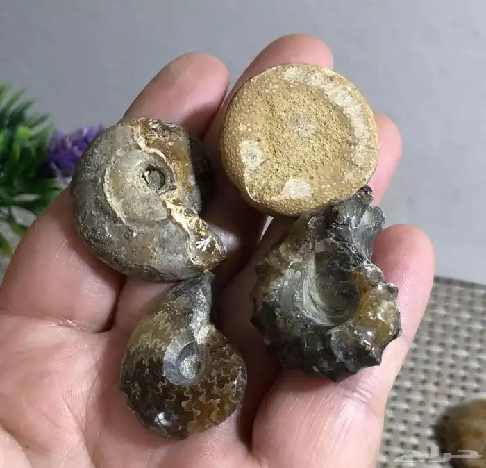 احجار طبيعية 1