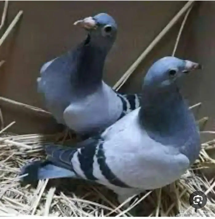مطلوب فراخة حمام وبط وسمان وديك 0