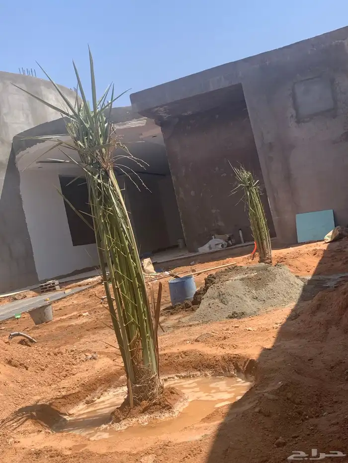 سكري برحي خلاص ونان لبانة 6