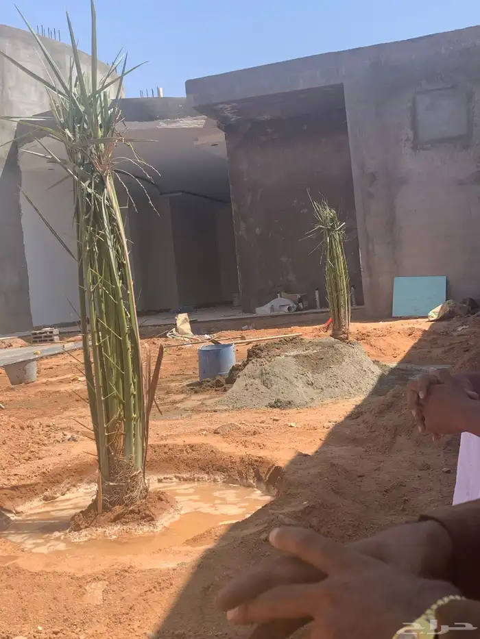 سكري برحي خلاص ونان لبانة 3