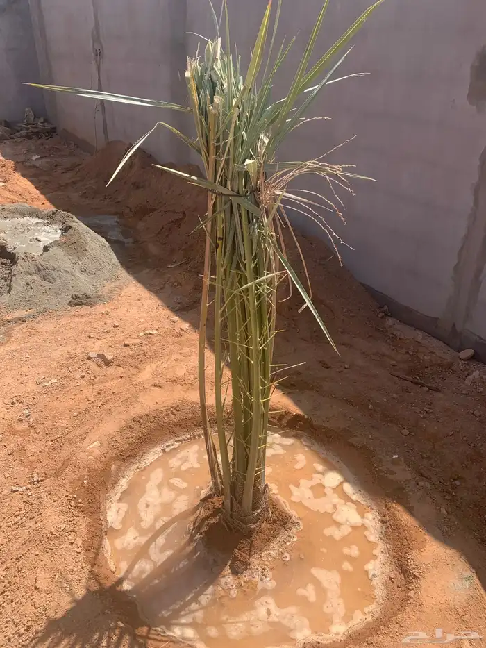 سكري برحي خلاص ونان لبانة 5