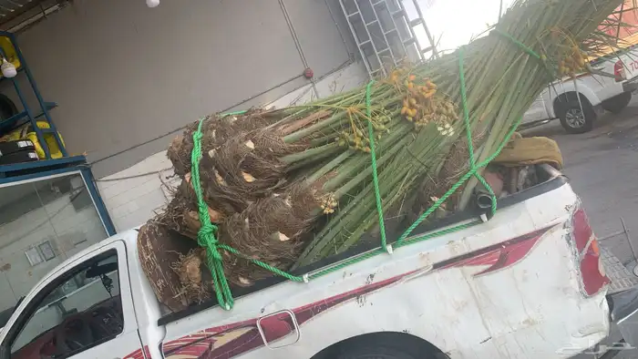 سكري برحي خلاص ونان لبانة 2