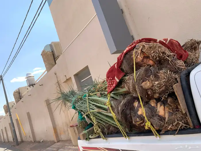 سكري برحي خلاص ونان لبانة 1