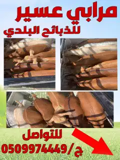 ذبايح مزرعة مرابي عسير 10