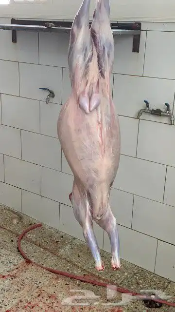 ذبايح مزرعة مرابي عسير 9