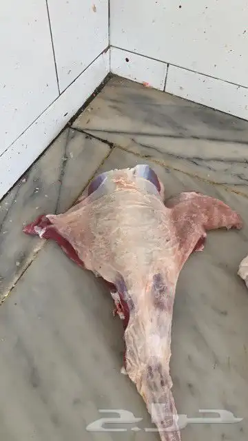 ذبايح مزرعة مرابي عسير 4