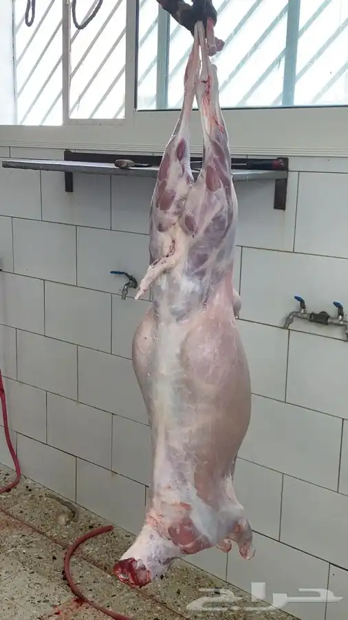 ذبايح مزرعة مرابي عسير 13