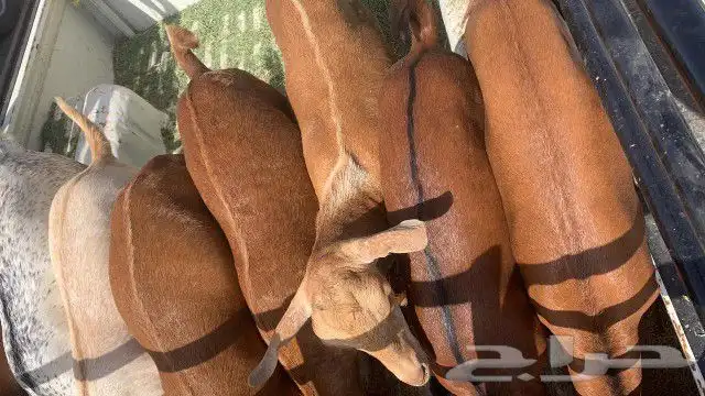 ذبايح مزرعة مرابي عسير 8