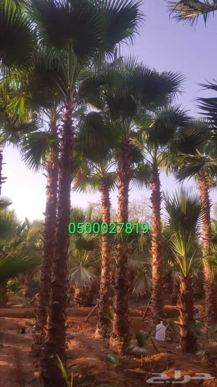 نخل واشنطني 12