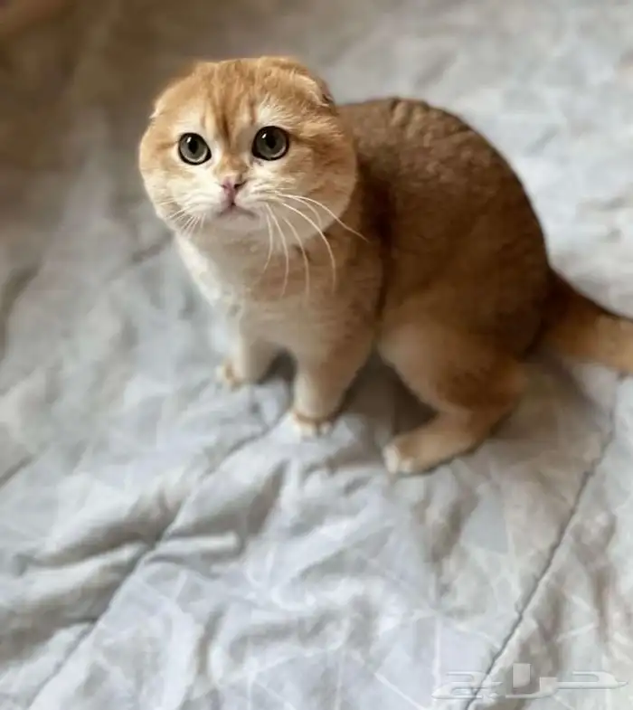 لتزاوج سكوتش تربل فولد مستوى عالي يوجد دفع اقساط تابي وتمارا 1