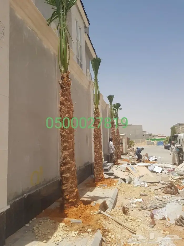 نخل واشنطني 8