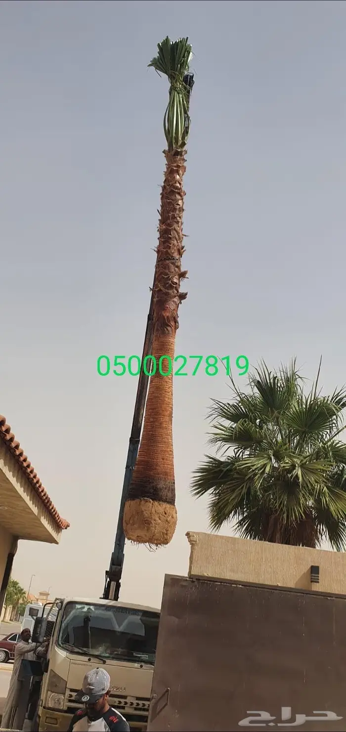 نخل واشنطني 11