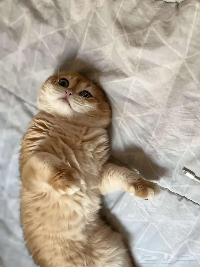 لتزاوج سكوتش تربل فولد مستوى عالي يوجد دفع اقساط تابي وتمارا 2