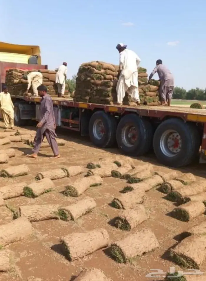 نجيلة طبيعي جودة ممتاز مع التوصيل والتركيب 3