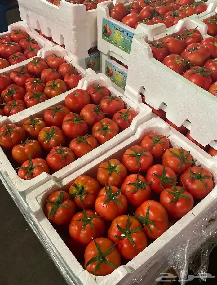 تسويق وتجارة الخضار والفواكه والتمور بأنواعها 2