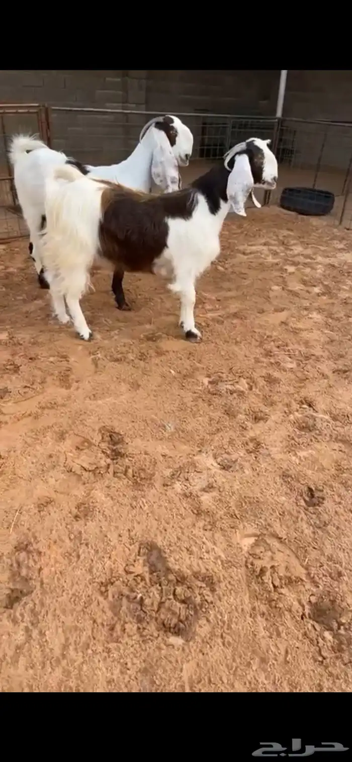 معزا مشاريك خصم الخصمم (( تم البيع )) 0