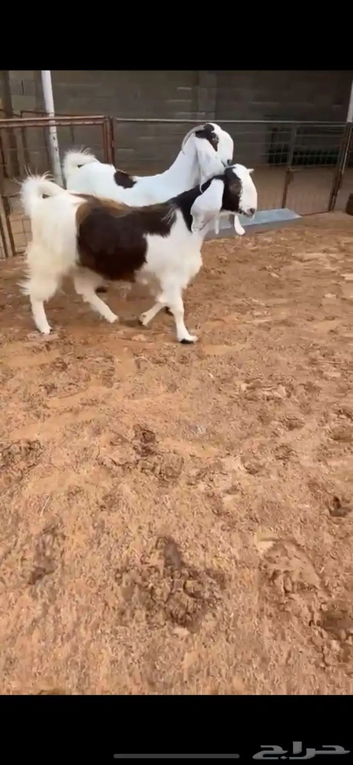 معزا مشاريك خصم الخصمم (( تم البيع )) 1