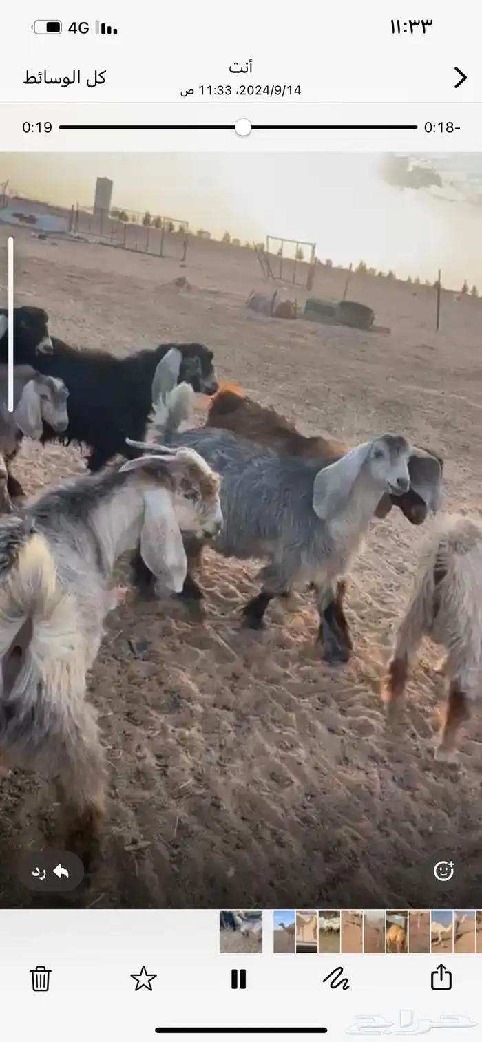 ذبايح حري ونعيمي وتيوس 47