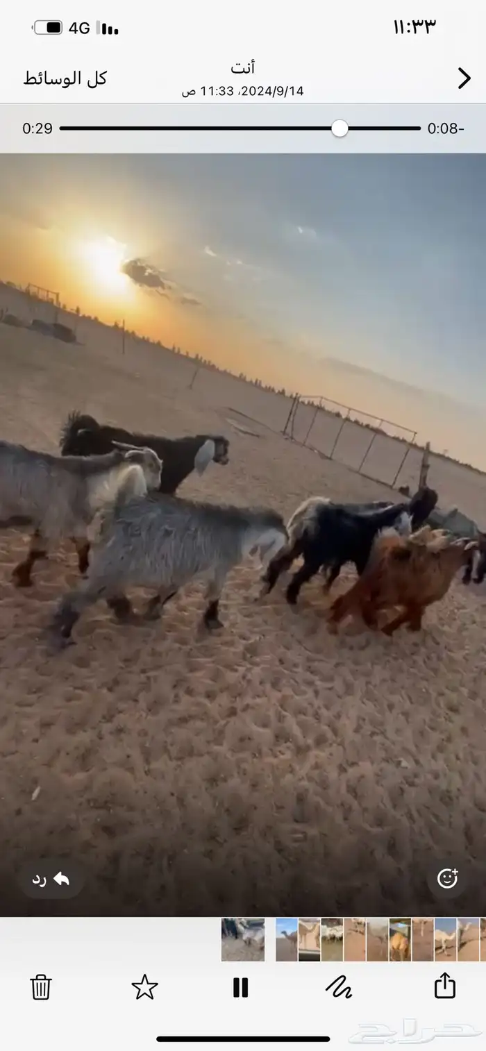 ذبايح حري ونعيمي وتيوس 44