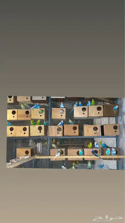 طيور بادجي تم البيع 1