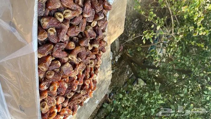 برني العيص الفاخر 11