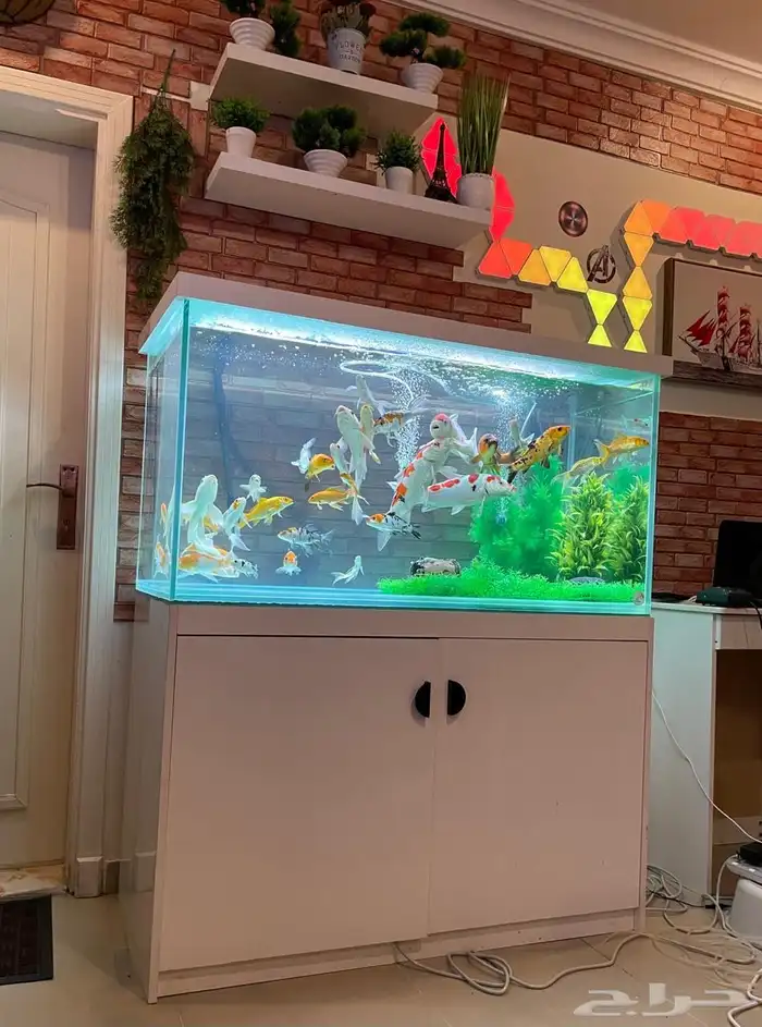 تقسيط تابي تفصيل احواض سمك وزواحف 0