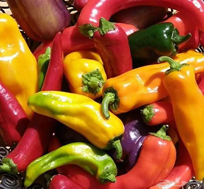 بذور الفلفل الايطالي الحلو 2