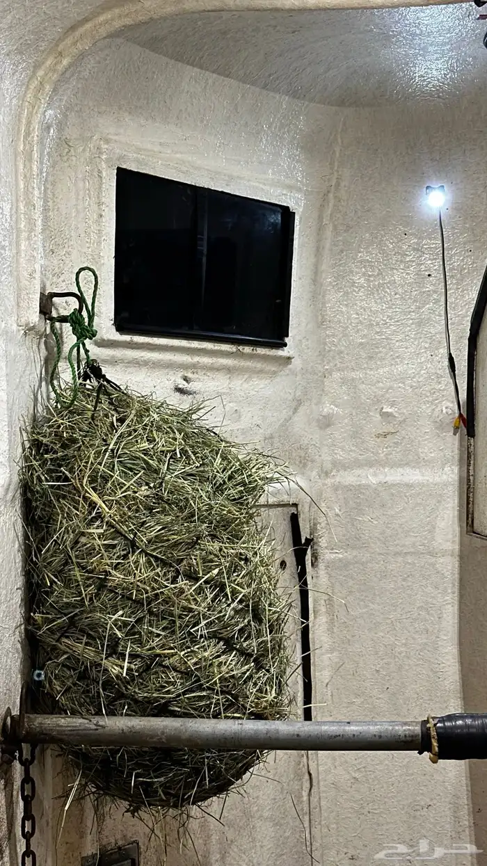 عربة نقل خيل 3