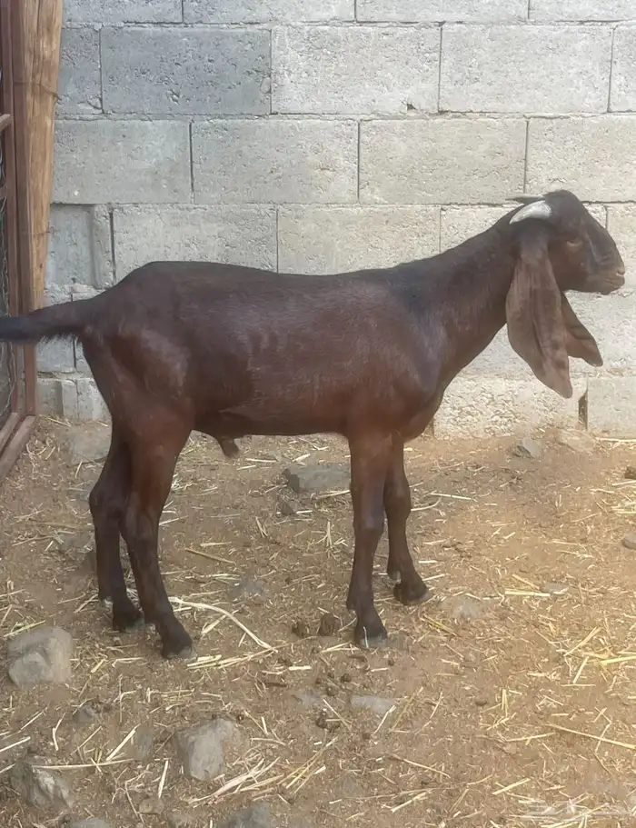 مشروع فحل كلهاري أدهم ( تم البيع ) 2