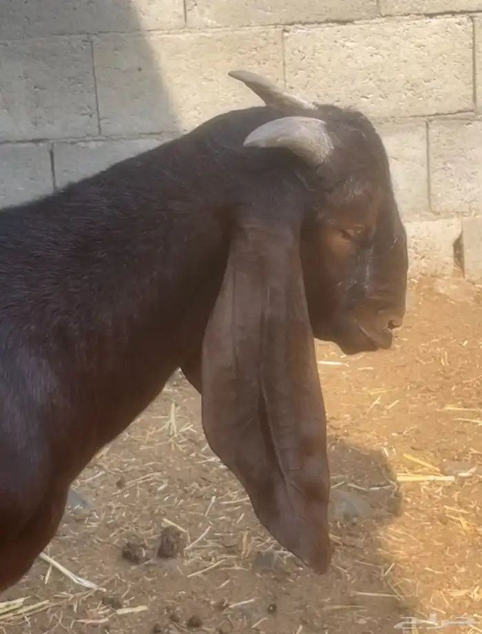 مشروع فحل كلهاري أدهم ( تم البيع ) 4