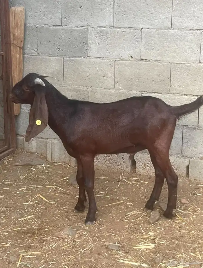 مشروع فحل كلهاري أدهم ( تم البيع ) 0