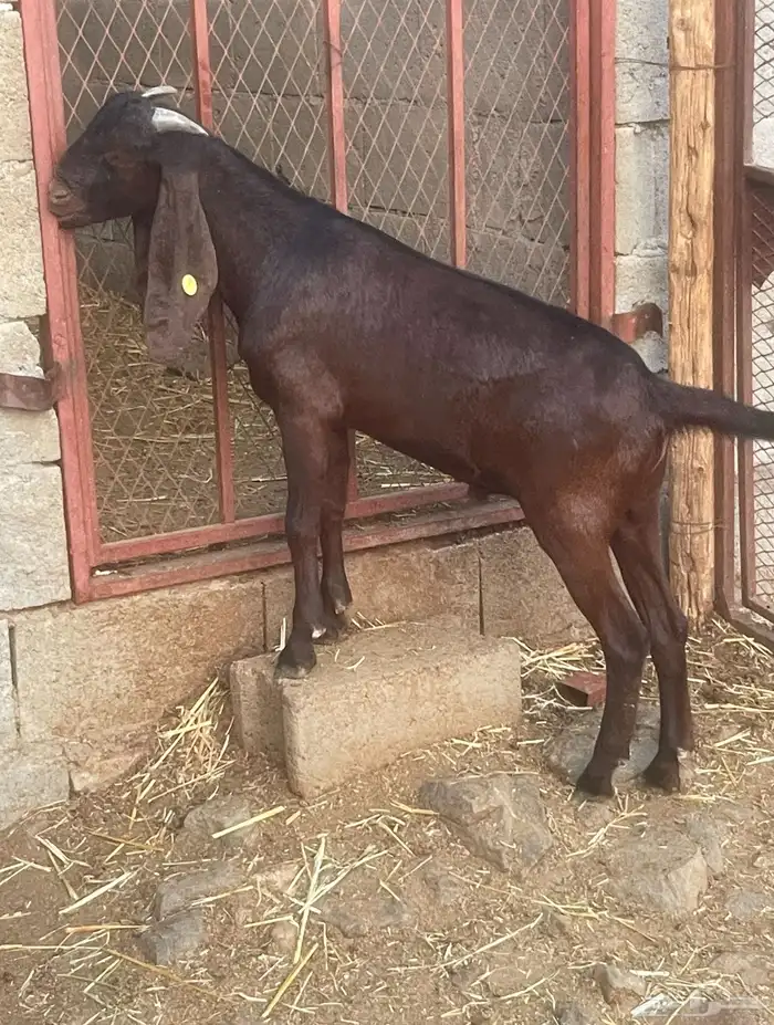 مشروع فحل كلهاري أدهم ( تم البيع ) 3