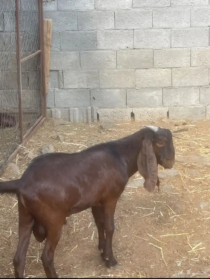 مشروع فحل كلهاري أدهم ( تم البيع ) 1