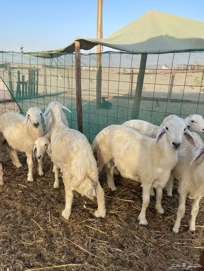 تيوس وجفار محايلي لباني شي نظيف عمرها 4 شهور 4
