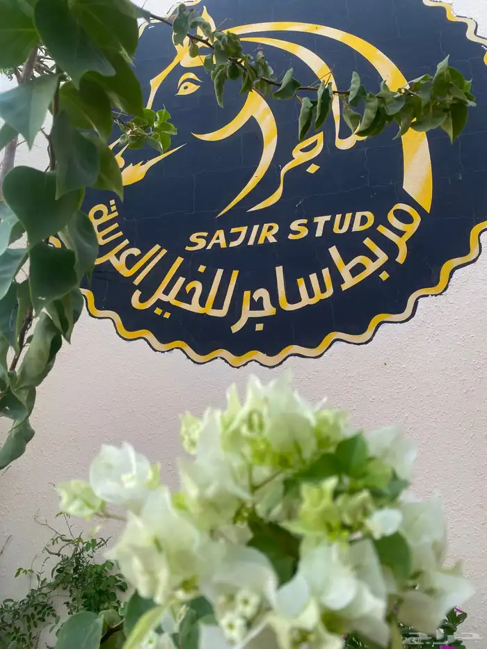 غرف خيل إيواء خيل بواديك 0