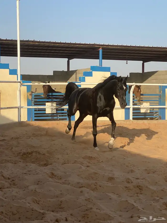 غرف خيل إيواء خيل بواديك 4