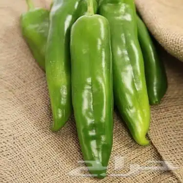 بذور الفلفل الايطالي الحلو 3