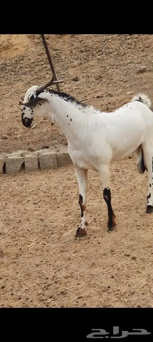 مشروع فحل بيشي امرخ فاخر 14