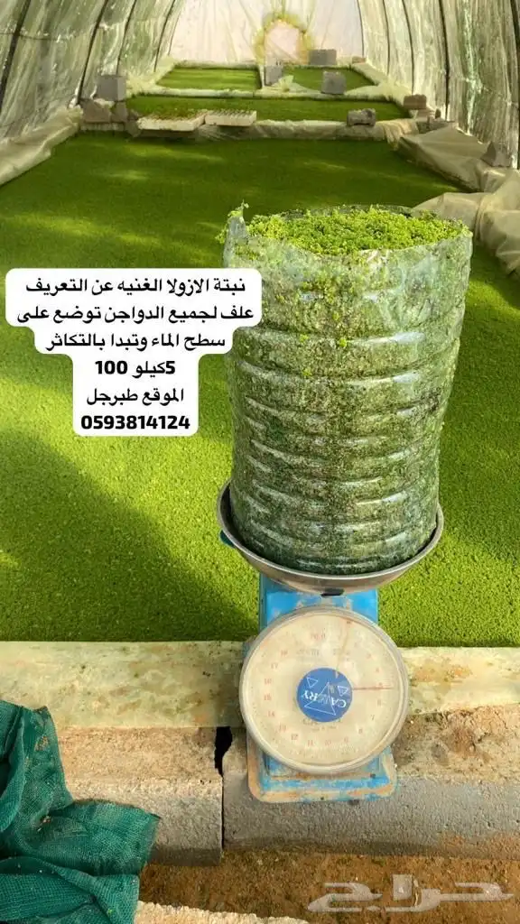 ازولا 1