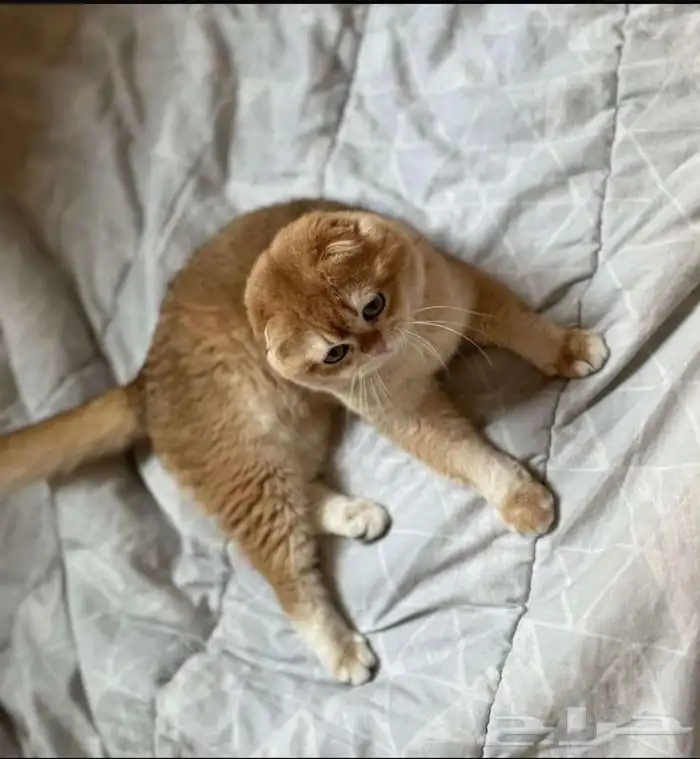 لتزاوج سكوتش تربل فولد مستوى عالي يوجد دفع اقساط تابي وتمارا 2