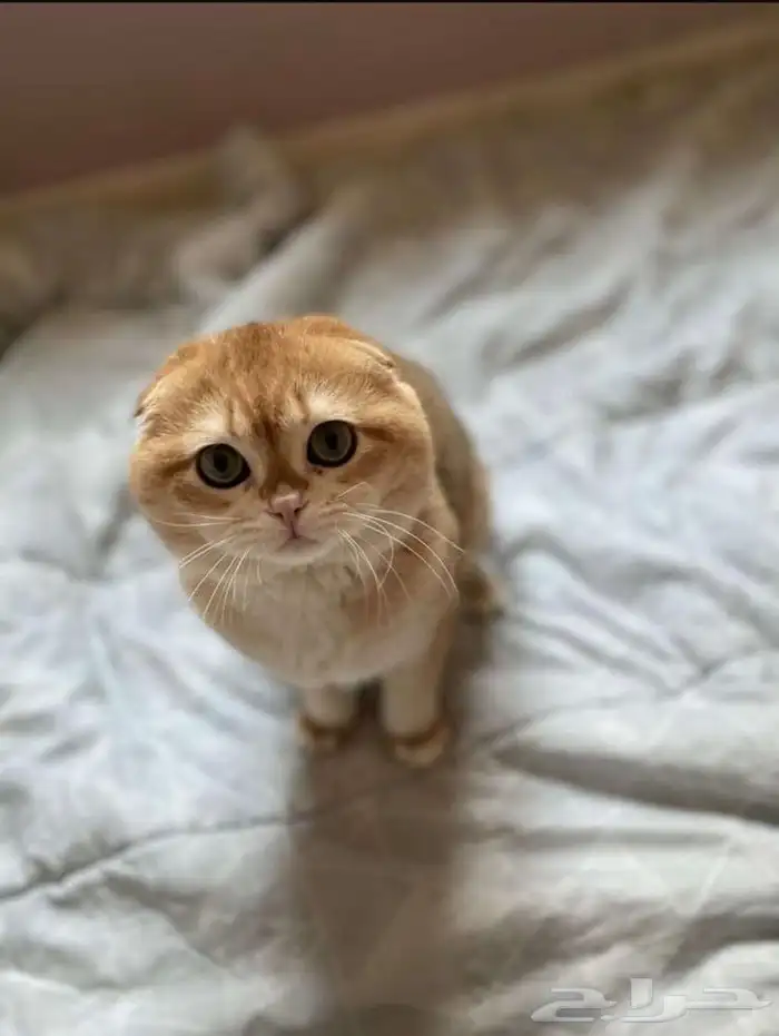 لتزاوج سكوتش تربل فولد مستوى عالي يوجد دفع اقساط تابي وتمارا 0