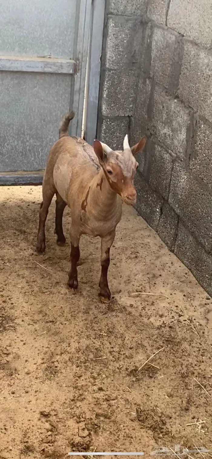 مشروع فحل صلالي بيور 1