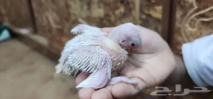 طير فرخ روز يقبل الغر بشراهه 3