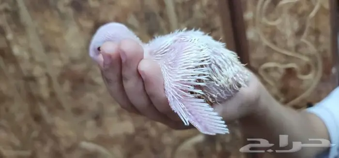 طير فرخ روز يقبل الغر بشراهه 1